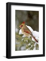 Northern Cardinal in Spruce Tree in Winter, Marion, Illinois, Usa-Richard ans Susan Day-Framed Photographic Print