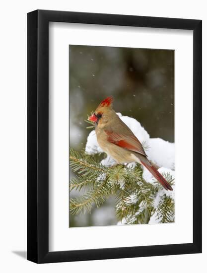 Northern Cardinal in Spruce Tree in Winter, Marion, Illinois, Usa-Richard ans Susan Day-Framed Photographic Print