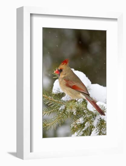 Northern Cardinal in Spruce Tree in Winter, Marion, Illinois, Usa-Richard ans Susan Day-Framed Photographic Print