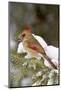 Northern Cardinal in Spruce Tree in Winter, Marion, Illinois, Usa-Richard ans Susan Day-Mounted Photographic Print