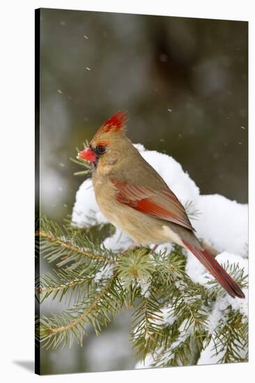 Northern Cardinal in Spruce Tree in Winter, Marion, Illinois, Usa-Richard ans Susan Day-Stretched Canvas