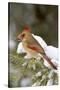 Northern Cardinal in Spruce Tree in Winter, Marion, Illinois, Usa-Richard ans Susan Day-Stretched Canvas