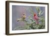 Northern cardinal male and female in fir tree in snow, Marion County, Illinois.-Richard & Susan Day-Framed Photographic Print