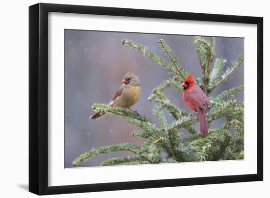 Northern cardinal male and female in fir tree in snow, Marion County, Illinois.-Richard & Susan Day-Framed Photographic Print