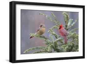 Northern cardinal male and female in fir tree in snow, Marion County, Illinois.-Richard & Susan Day-Framed Photographic Print