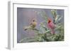 Northern cardinal male and female in fir tree in snow, Marion County, Illinois.-Richard & Susan Day-Framed Photographic Print