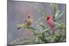 Northern cardinal male and female in fir tree in snow, Marion County, Illinois.-Richard & Susan Day-Mounted Photographic Print