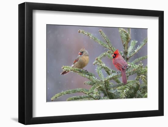 Northern cardinal male and female in fir tree in snow, Marion County, Illinois.-Richard & Susan Day-Framed Photographic Print