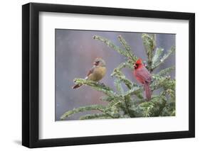 Northern cardinal male and female in fir tree in snow, Marion County, Illinois.-Richard & Susan Day-Framed Photographic Print