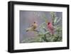 Northern cardinal male and female in fir tree in snow, Marion County, Illinois.-Richard & Susan Day-Framed Photographic Print