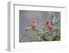 Northern cardinal male and female in fir tree in snow, Marion County, Illinois.-Richard & Susan Day-Framed Photographic Print