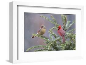 Northern cardinal male and female in fir tree in snow, Marion County, Illinois.-Richard & Susan Day-Framed Photographic Print