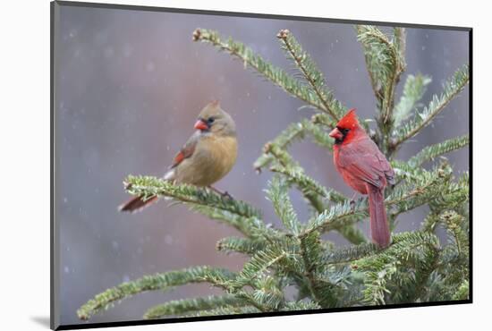 Northern cardinal male and female in fir tree in snow, Marion County, Illinois.-Richard & Susan Day-Mounted Photographic Print