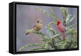 Northern cardinal male and female in fir tree in snow, Marion County, Illinois.-Richard & Susan Day-Framed Stretched Canvas