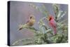 Northern cardinal male and female in fir tree in snow, Marion County, Illinois.-Richard & Susan Day-Stretched Canvas