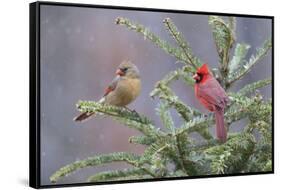 Northern cardinal male and female in fir tree in snow, Marion County, Illinois.-Richard & Susan Day-Framed Stretched Canvas