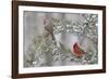 Northern cardinal male and female in red cedar tree in winter snow, Marion County, Illinois.-Richard & Susan Day-Framed Photographic Print