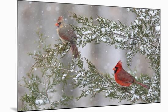 Northern cardinal male and female in red cedar tree in winter snow, Marion County, Illinois.-Richard & Susan Day-Mounted Photographic Print