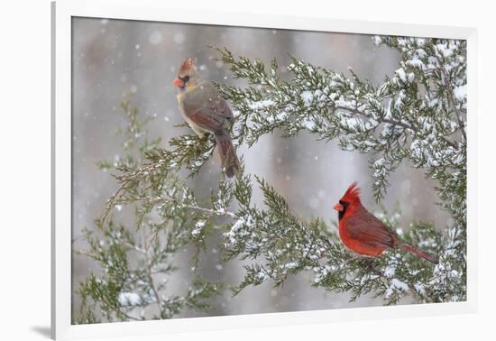 Northern cardinal male and female in red cedar tree in winter snow, Marion County, Illinois.-Richard & Susan Day-Framed Photographic Print