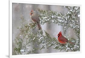 Northern cardinal male and female in red cedar tree in winter snow, Marion County, Illinois.-Richard & Susan Day-Framed Photographic Print