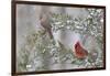 Northern cardinal male and female in red cedar tree in winter snow, Marion County, Illinois.-Richard & Susan Day-Framed Photographic Print