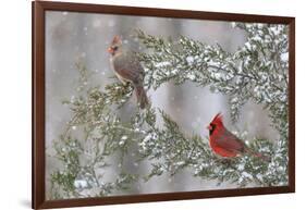 Northern cardinal male and female in red cedar tree in winter snow, Marion County, Illinois.-Richard & Susan Day-Framed Photographic Print