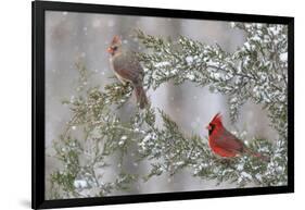 Northern cardinal male and female in red cedar tree in winter snow, Marion County, Illinois.-Richard & Susan Day-Framed Photographic Print