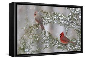 Northern cardinal male and female in red cedar tree in winter snow, Marion County, Illinois.-Richard & Susan Day-Framed Stretched Canvas