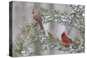 Northern cardinal male and female in red cedar tree in winter snow, Marion County, Illinois.-Richard & Susan Day-Stretched Canvas