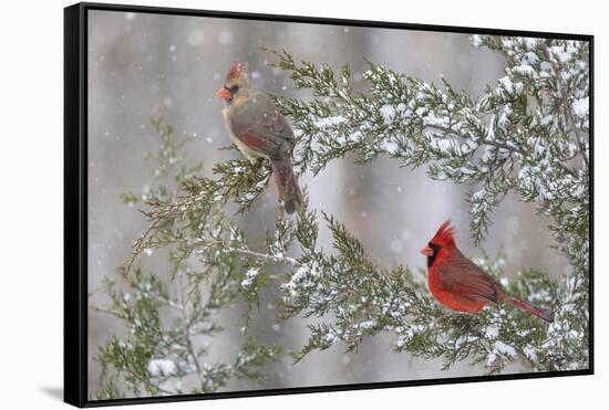 Northern cardinal male and female in red cedar tree in winter snow, Marion County, Illinois.-Richard & Susan Day-Framed Stretched Canvas