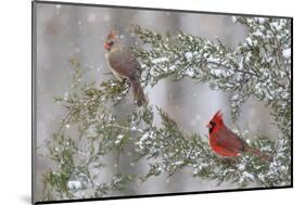 Northern cardinal male and female in red cedar tree in winter snow, Marion County, Illinois.-Richard & Susan Day-Mounted Photographic Print