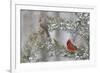 Northern cardinal male and female in red cedar tree in winter snow, Marion County, Illinois.-Richard & Susan Day-Framed Photographic Print