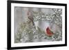 Northern cardinal male and female in red cedar tree in winter snow, Marion County, Illinois.-Richard & Susan Day-Framed Photographic Print