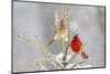 Northern cardinal male and female in spruce tree in winter snow, Marion County, Illinois.-Richard & Susan Day-Mounted Photographic Print