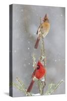 Northern cardinal male and female in spruce tree in winter snow, Marion County, Illinois.-Richard & Susan Day-Stretched Canvas