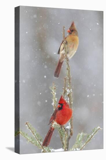 Northern cardinal male and female in spruce tree in winter snow, Marion County, Illinois.-Richard & Susan Day-Stretched Canvas