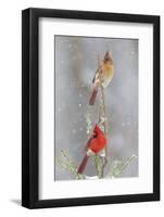 Northern cardinal male and female in spruce tree in winter snow, Marion County, Illinois.-Richard & Susan Day-Framed Photographic Print