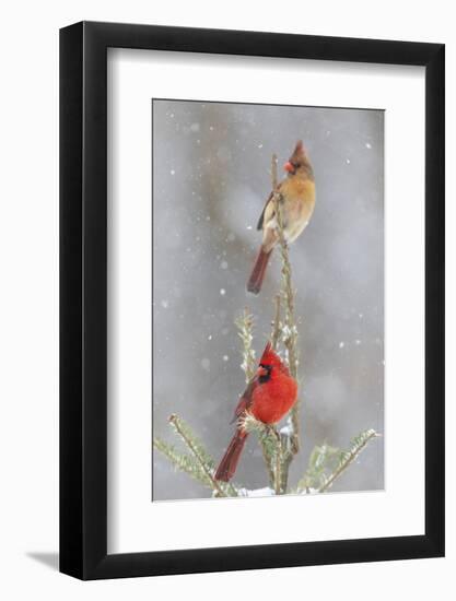 Northern cardinal male and female in spruce tree in winter snow, Marion County, Illinois.-Richard & Susan Day-Framed Photographic Print