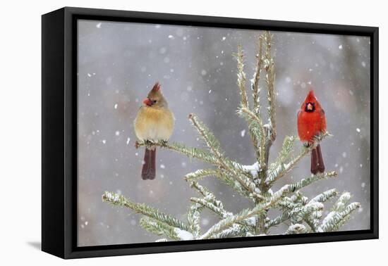 Northern cardinal male and female in spruce tree in winter snow, Marion County, Illinois.-Richard & Susan Day-Framed Stretched Canvas