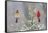 Northern cardinal male and female in spruce tree in winter snow, Marion County, Illinois.-Richard & Susan Day-Framed Stretched Canvas