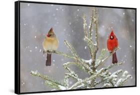 Northern cardinal male and female in spruce tree in winter snow, Marion County, Illinois.-Richard & Susan Day-Framed Stretched Canvas