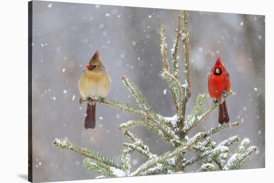 Northern cardinal male and female in spruce tree in winter snow, Marion County, Illinois.-Richard & Susan Day-Stretched Canvas