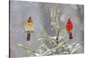 Northern cardinal male and female in spruce tree in winter snow, Marion County, Illinois.-Richard & Susan Day-Stretched Canvas