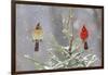 Northern cardinal male and female in spruce tree in winter snow, Marion County, Illinois.-Richard & Susan Day-Framed Photographic Print