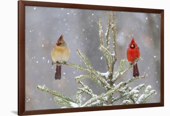 Northern cardinal male and female in spruce tree in winter snow, Marion County, Illinois.-Richard & Susan Day-Framed Photographic Print