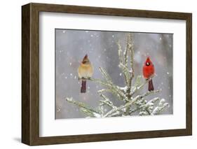 Northern cardinal male and female in spruce tree in winter snow, Marion County, Illinois.-Richard & Susan Day-Framed Photographic Print