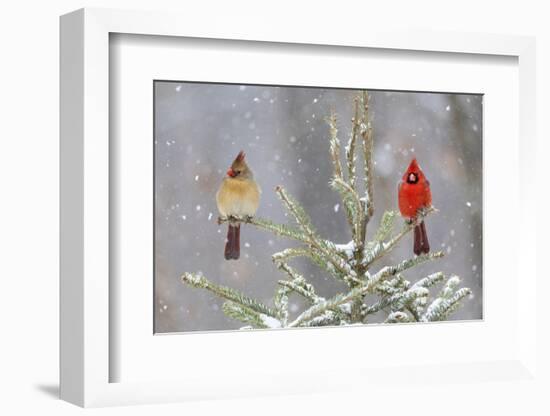 Northern cardinal male and female in spruce tree in winter snow, Marion County, Illinois.-Richard & Susan Day-Framed Photographic Print