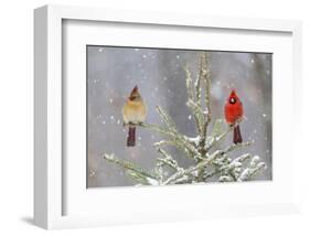 Northern cardinal male and female in spruce tree in winter snow, Marion County, Illinois.-Richard & Susan Day-Framed Photographic Print