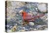 Northern cardinal male bathing, Marion County, Illinois.-Richard & Susan Day-Stretched Canvas