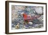 Northern cardinal male bathing, Marion County, Illinois.-Richard & Susan Day-Framed Photographic Print